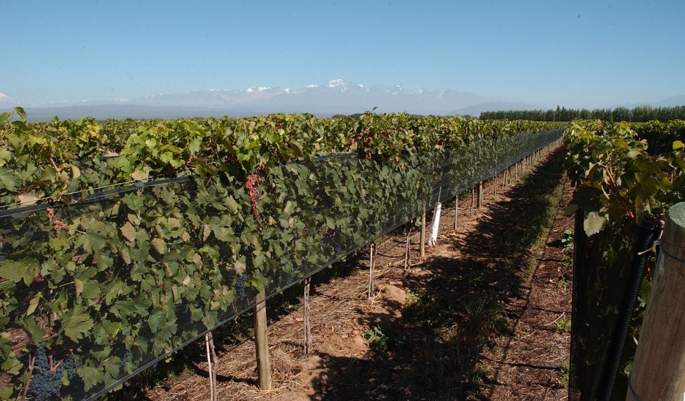 Vine rows along a dirt track at a bodega in Agrelo, Lujan de Cuyo, Mendoza