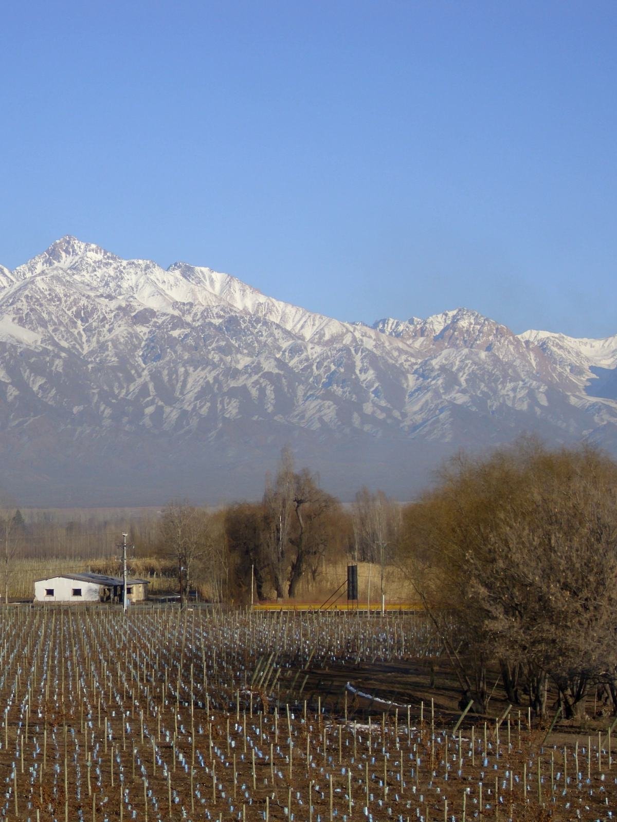 Vineyard in Tunuyan, Uco Valley, with the snow-capped Andes behind
