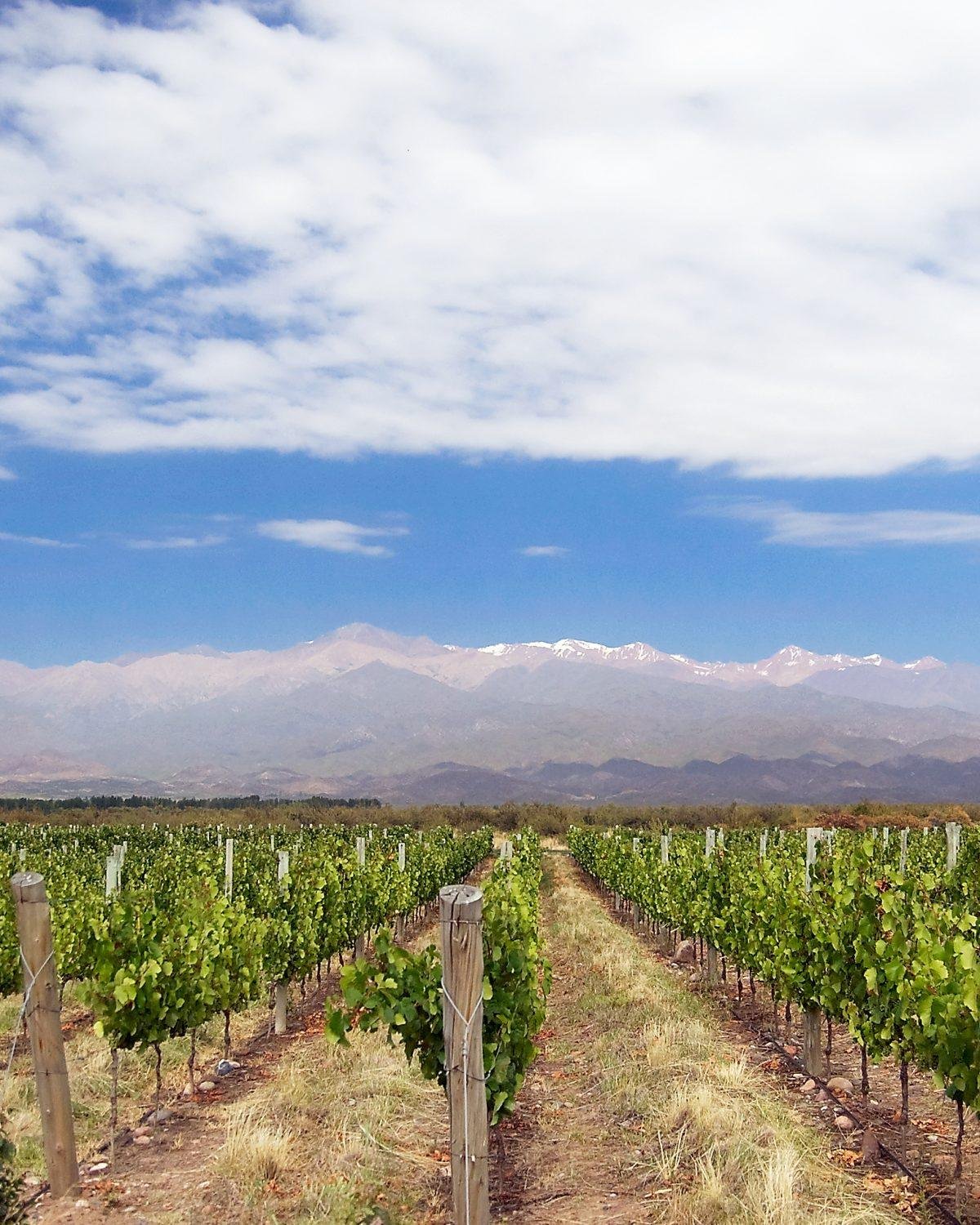 Wine tasting in Mendoza: vineyard rows in the Uco Valley in front of the snow-capped Andes