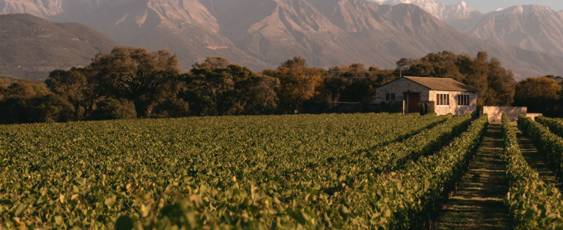 Best Wineries in Lujan de Cuyo: Terrazas, Trapiche, Club Tapiz & More